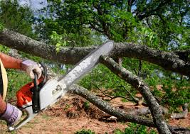 Trusted Royalton, MN Tree Services Experts