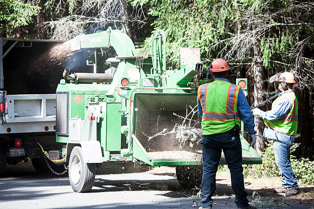 How Our Tree Care Process Works  in  Royalton, MN